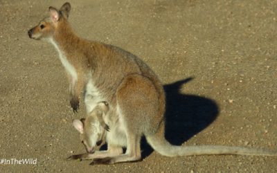 Great Ocean Road Mammals part 1.