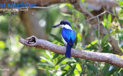 Breakfast at Fogg Dam