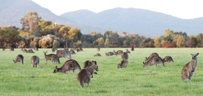 wild kangaroos 