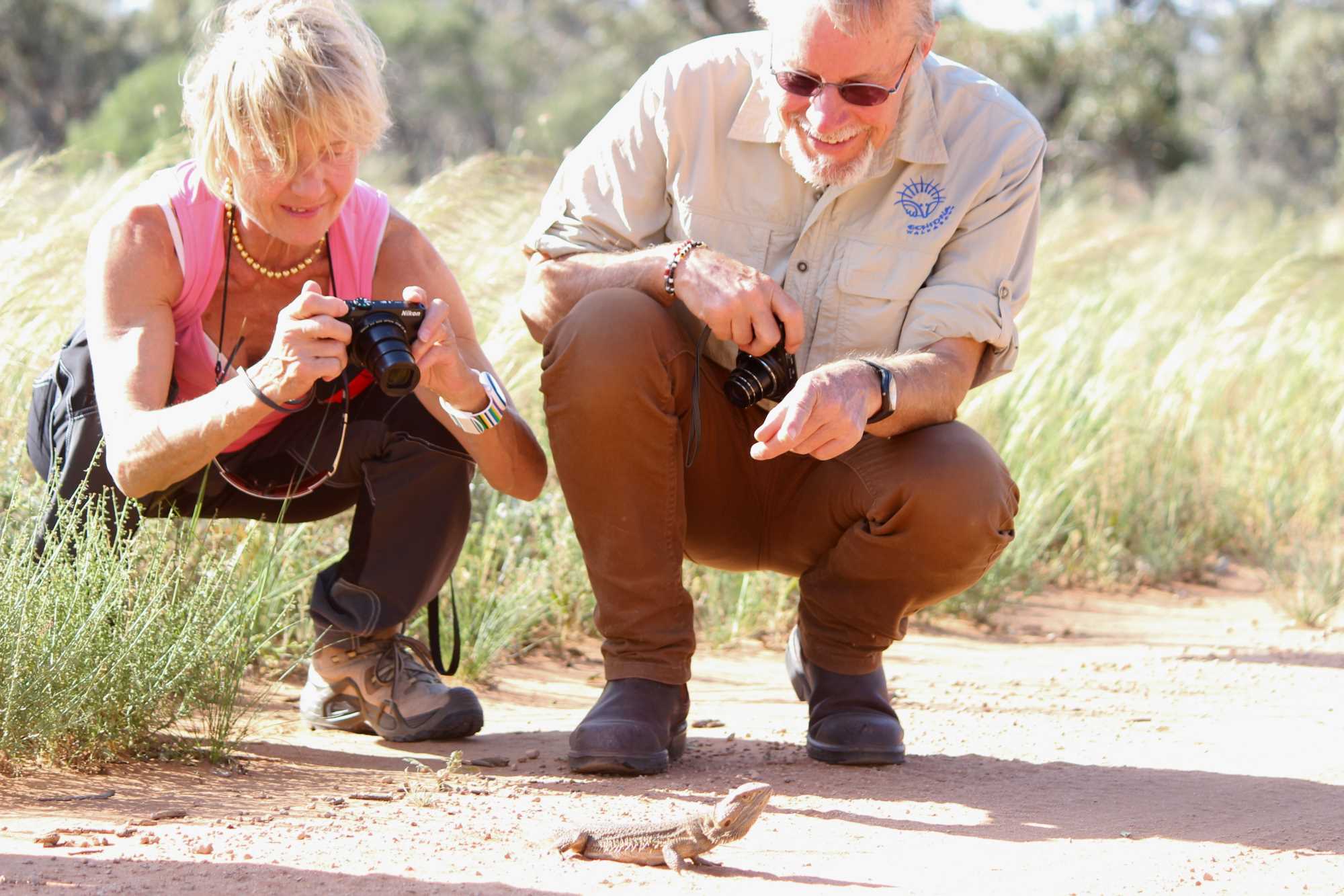 Central Bearded Dragon Mungo Outback Journey