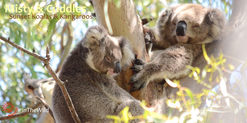 Amazing Facts About Koala Joeys Echidna Walkabout Nature Tours