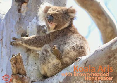 Koala Aris with Brown-headed Honeyeater