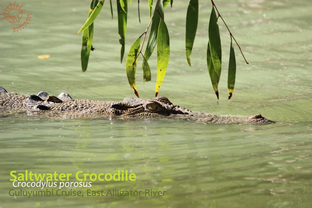 Saltwater Crocodile East Alligator River