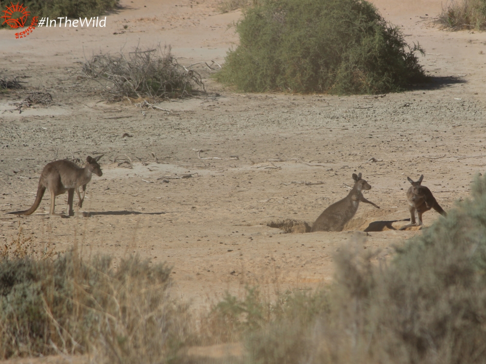 Kangaroos at Mungo
