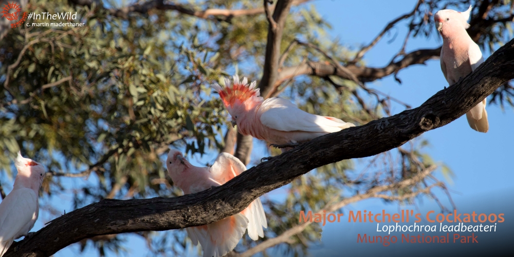 Pink Cockatoo - where to see most Australian wildlife