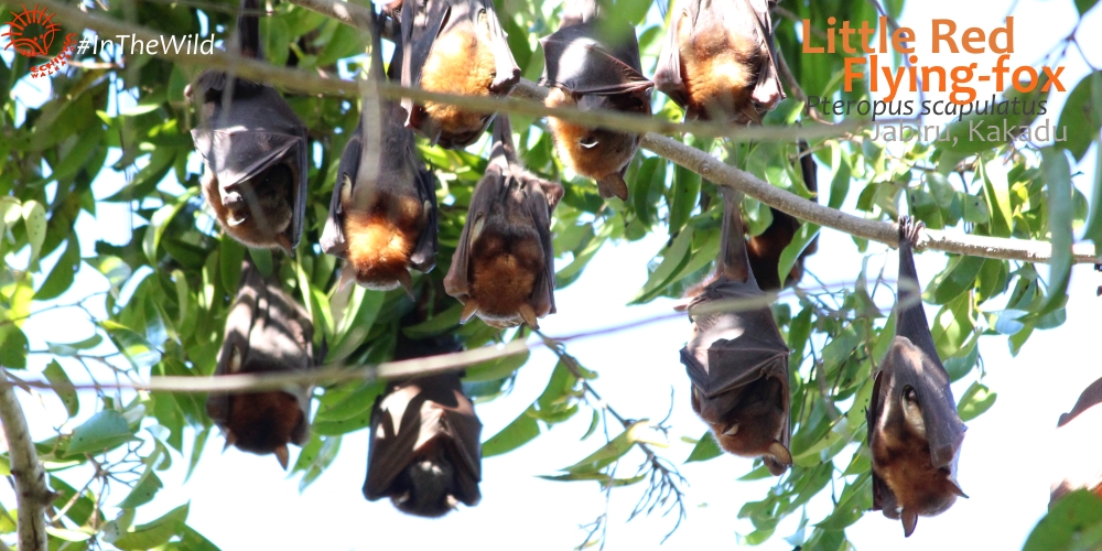 where to see flying-foxes in Australia