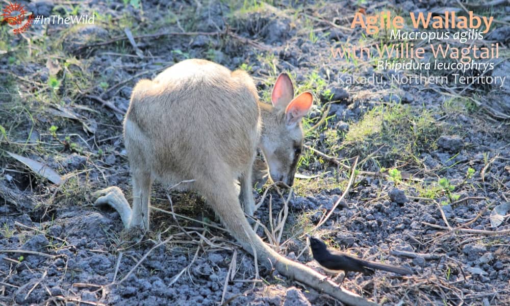 wildlife species interaction kakadu