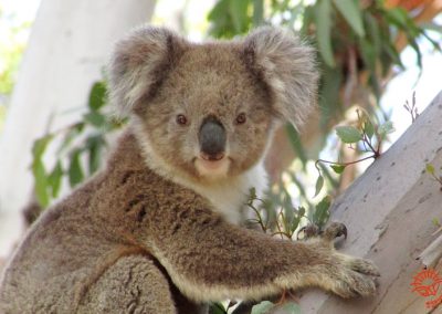YuYu Family – CoCo, KiKi, Bobo, Kozo, LuLu