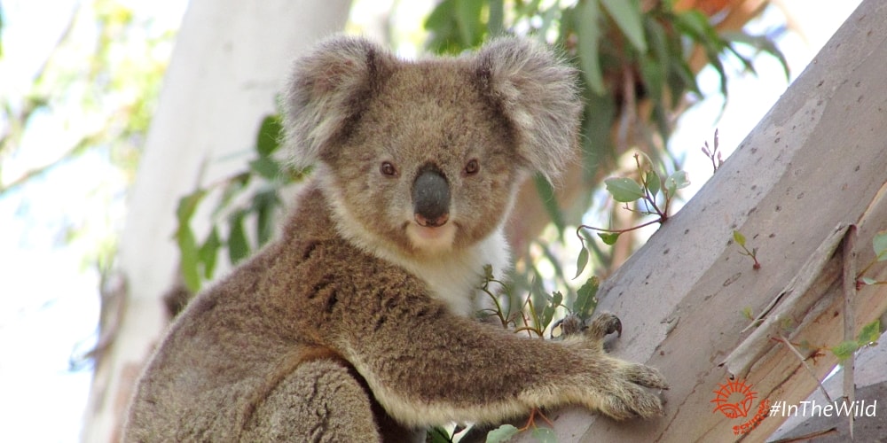 pretty fluffy female koala YuYu
