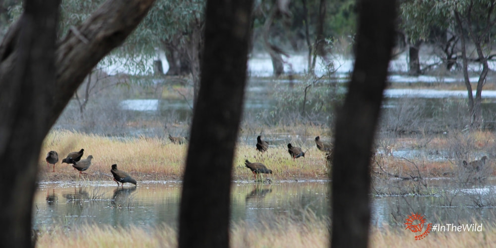 Birds of the outback Hattah-Kulkyne