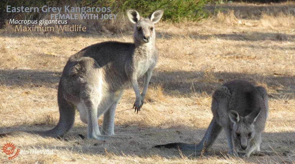 how many species of kangaroo