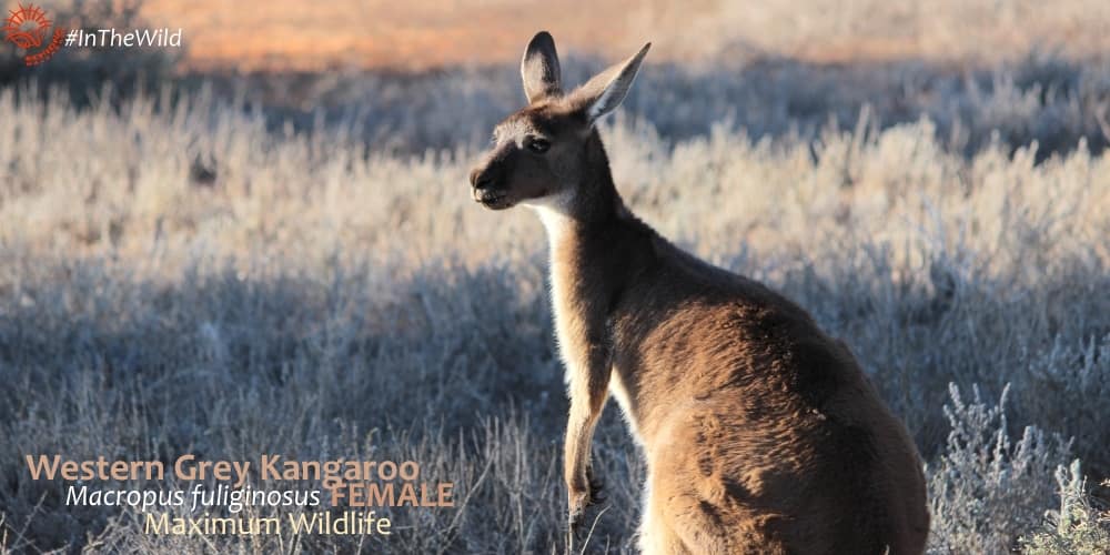Pretty female kangaroo outback australia
