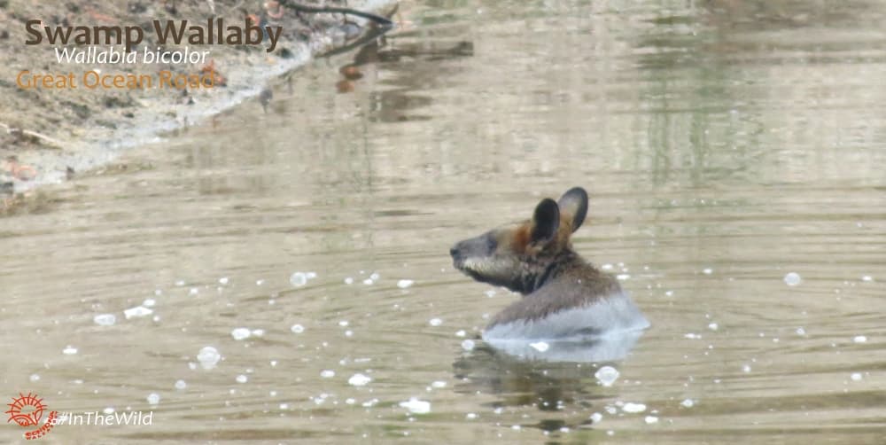 macropod swim swamp wallaby in water
