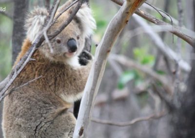 Babarrang Family: Ngardang, Djadja, Lakorra, Bunyip