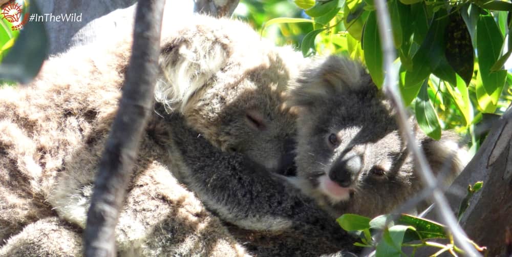 koala joey looking at viewer cuddling mother