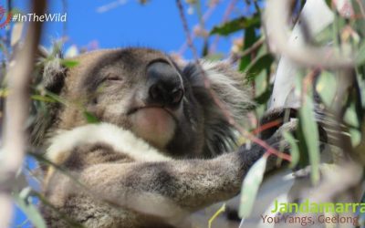 About Koala Jandamarra
