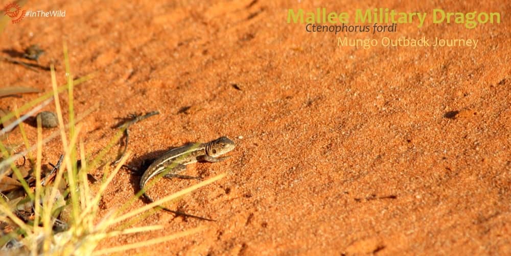 small lizards Outback tour