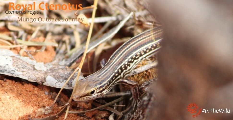 Outback tour lizards skink ctenotus regius