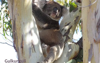 About Koala Gulkurguli