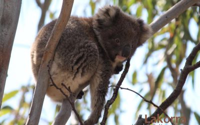 About Koala Lakorra