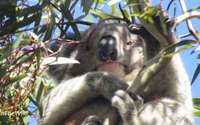 About Koala Mabo