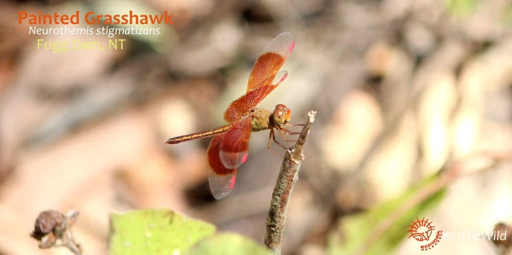 Red dragonfly perched Northern Territory Australia