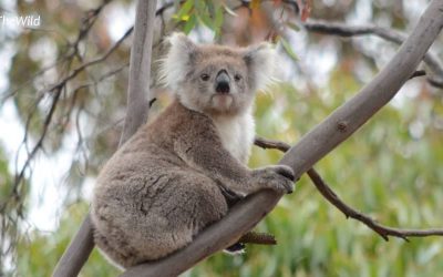 About 3 year old female koala CoCo