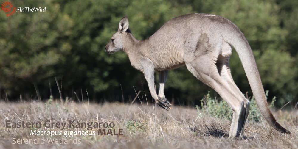 Eastern Grey Kangaroo hopping facts