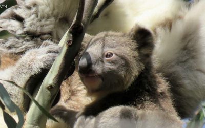 About Koala Bunyip