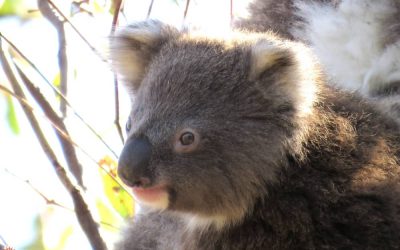 About Koala Pickle