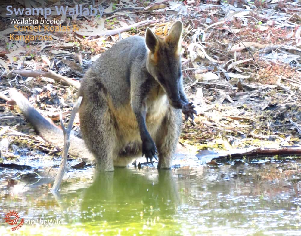 wild wallaby drinking licking hand