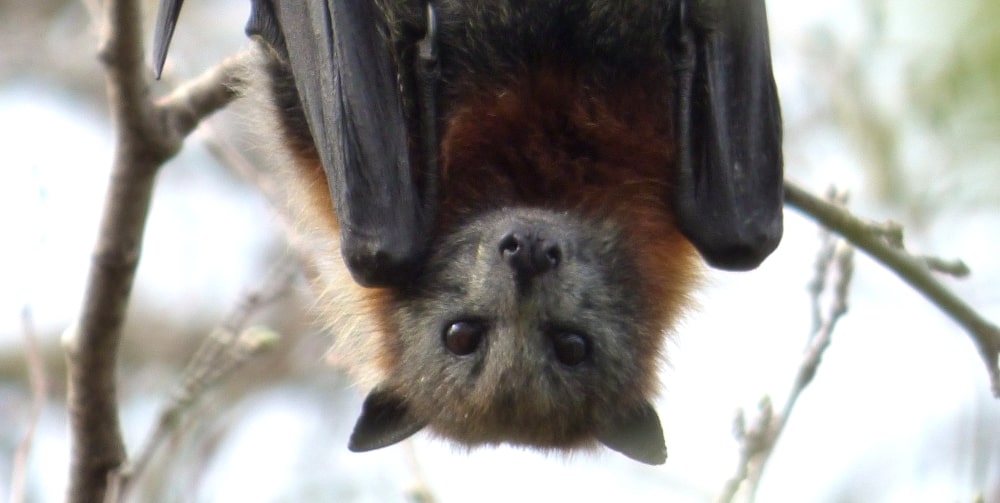 Fruit Bat Maximum Wildlife safari