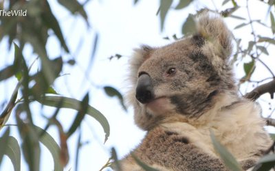 About Koala Smoky