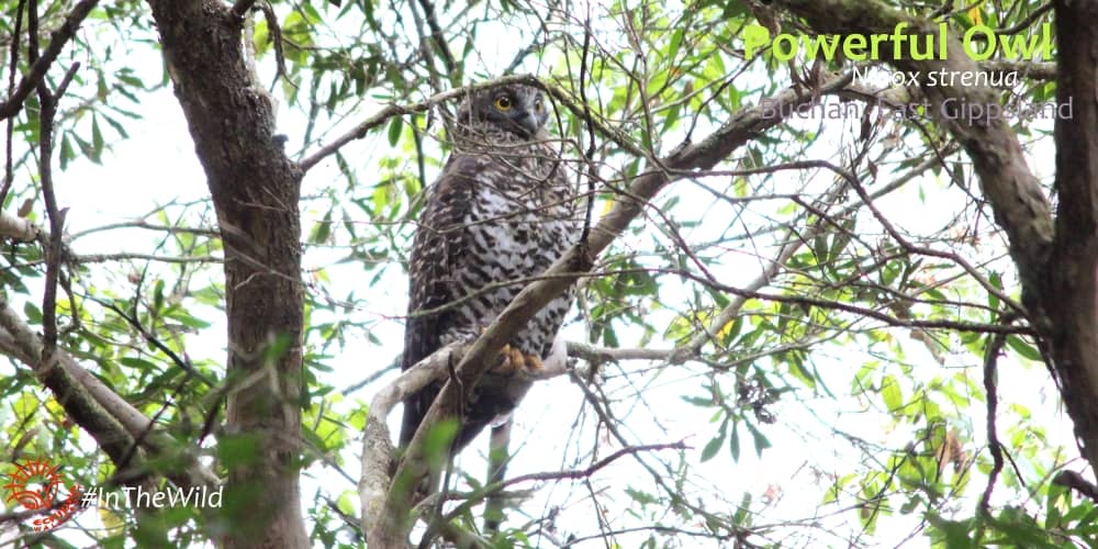 Powerful Owl Wildlife Journey tour April 2018