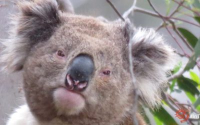 About Koala Wooloomanata