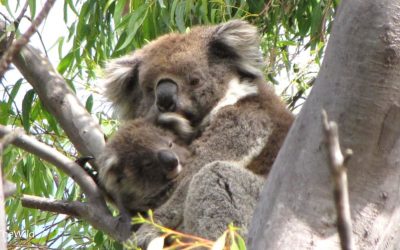 About Koala Carninje