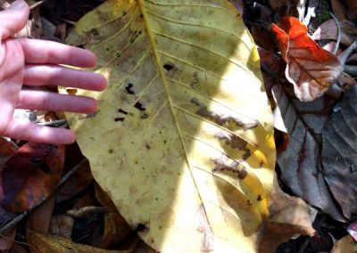 nauclea orientalis huge deciduous leaves Top End