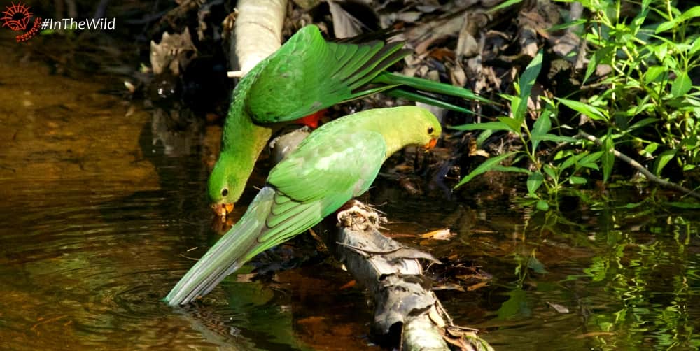 Beautiful parrots of Australia