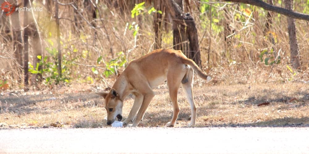 cute playful dingo