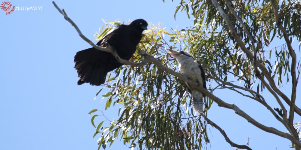 Wildlife Journey animals list Raven Kookaburra
