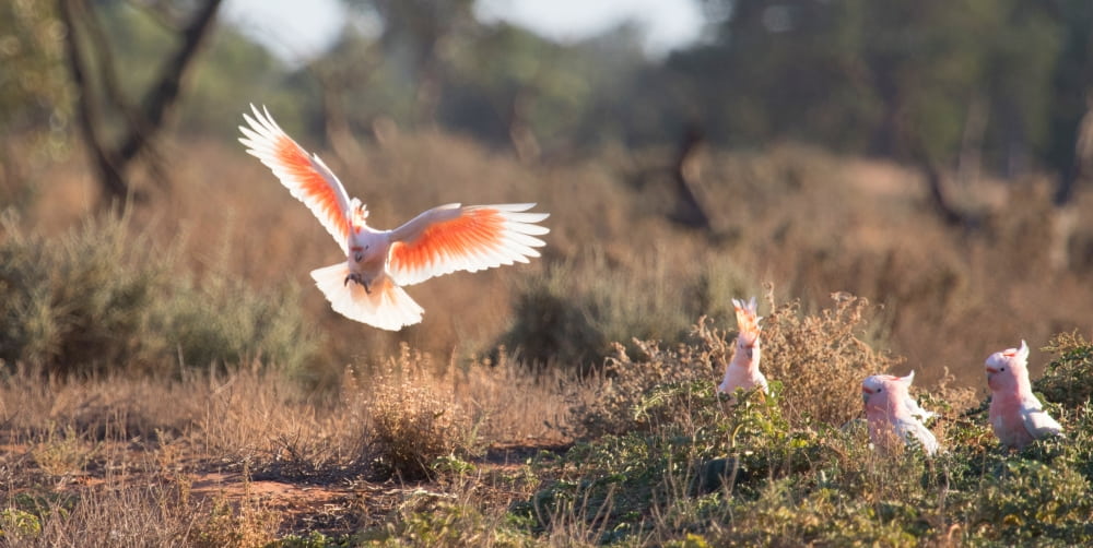 See the world’s most beautiful cockatoo