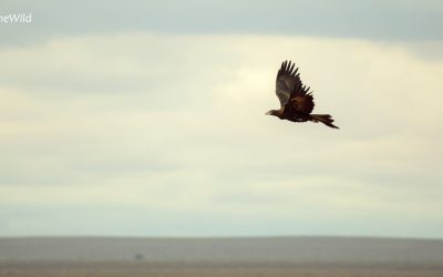 5 Amazing Facts about the Australian Wedge-tailed Eagle