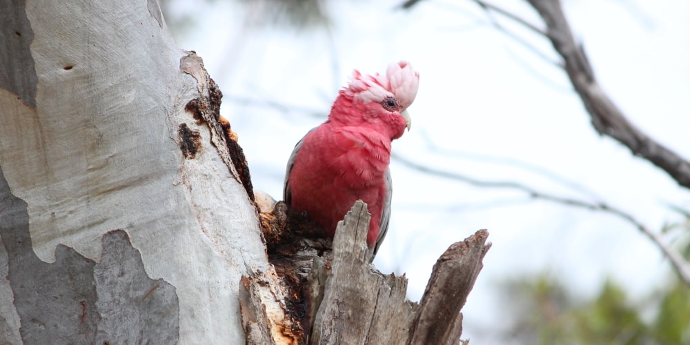 5 Amazing Facts about Galahs