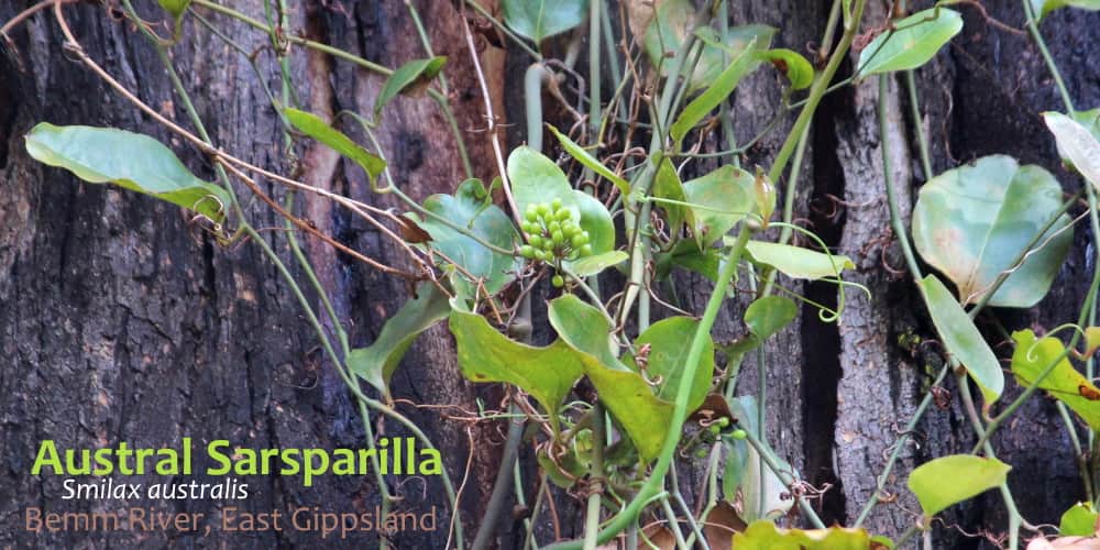 smilax australia unripe fruit