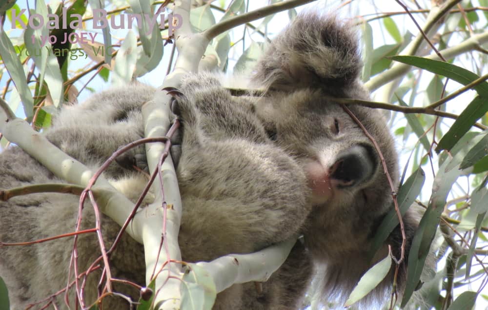 koala joey perfect cute