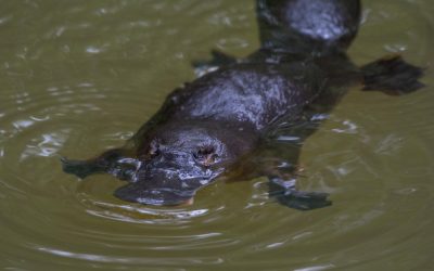 Platypus : how to find one