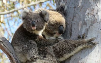 You Yangs Koala Research Report 2018