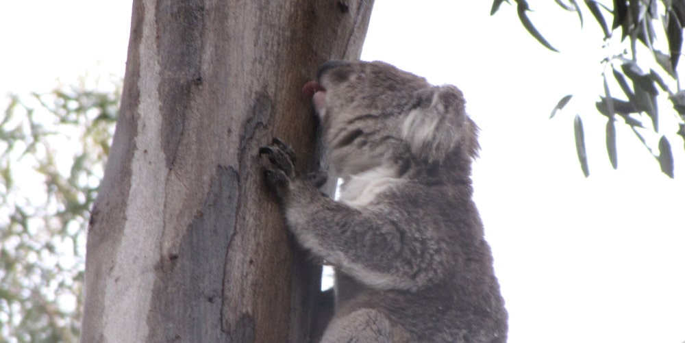 first records of koalas licking stemflow