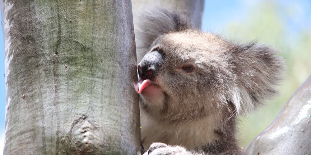 koala latest science - licking tree trunk