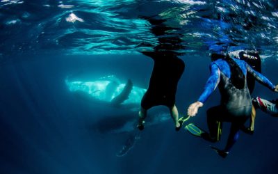 Our humpback swims at Ningaloo are unique, here’s 5 great reasons why